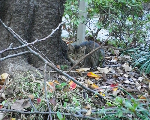 公園ねこフォックスの兄弟