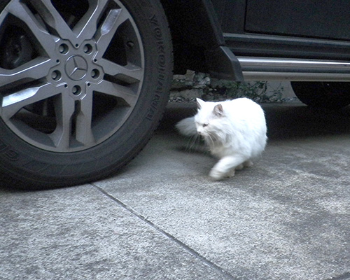 車の下をくるりんライ