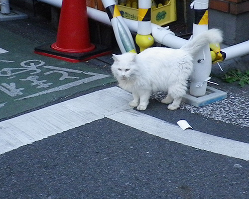 ビル工事してますライ