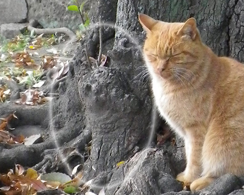 木のコブをマーク