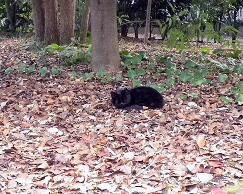マリィの近くにいた黒猫はっぱ絨毯