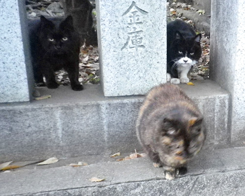 ブレたカエデとチョコとカラ