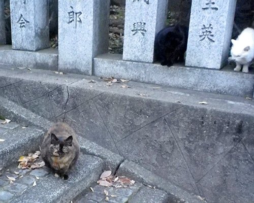 カエデとチョコとビャク