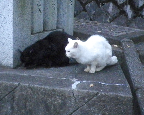 ビャクが戻ってきたけど食べる大