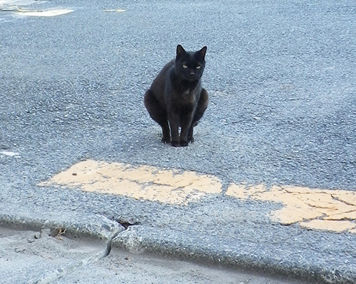 目が真剣なくろねこ