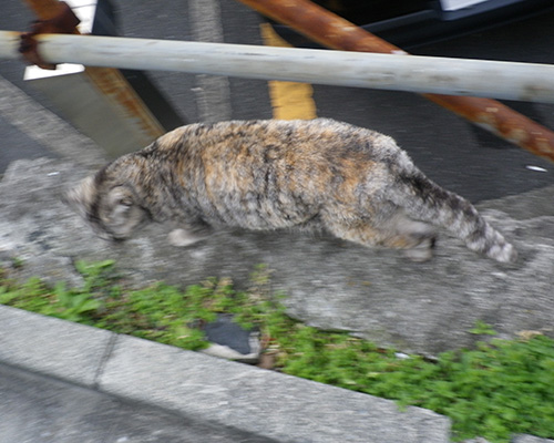 追い込み漁状態の銀ちゃん