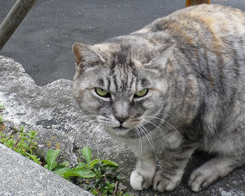 睨んで要求するコワモテ銀ちゃん