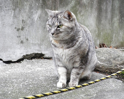 かっこいい銀ちゃん