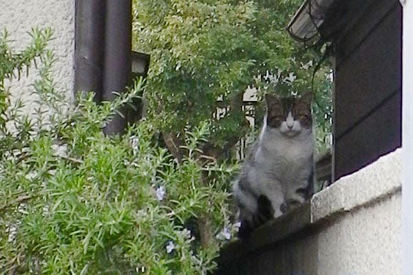 工場の塀に猫3