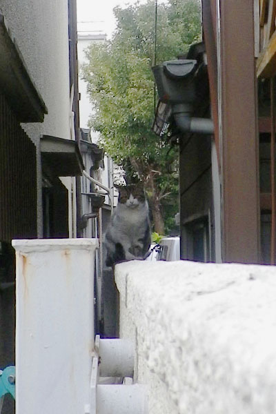 工場の塀にねこ2