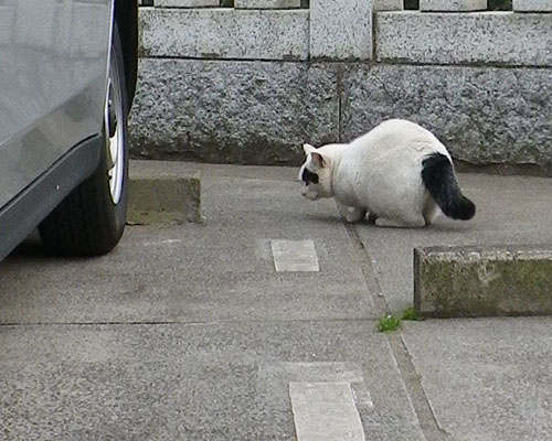 車の下を覗くヤコ