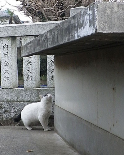 ジャンプ前のヤコ