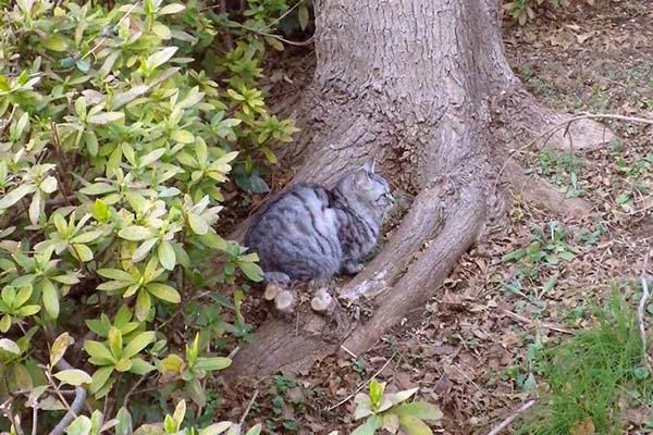 木の根元に落ち着くシルバ