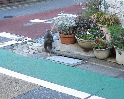 お尻フリながら去るチョンコ