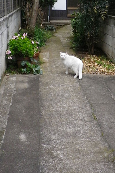 白猫君ロード１