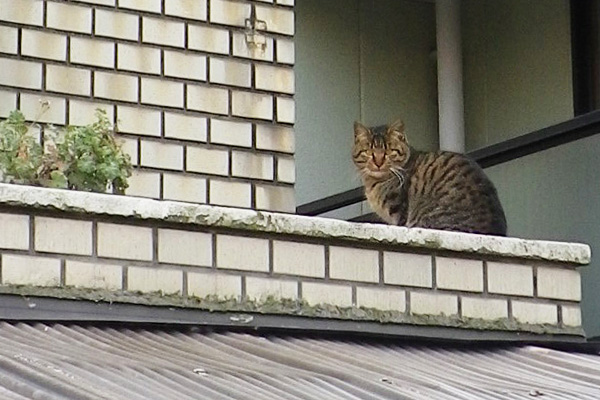 ２階で振り返るキジトラ君