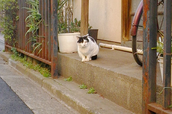 ちょこんと行儀よく座るコ