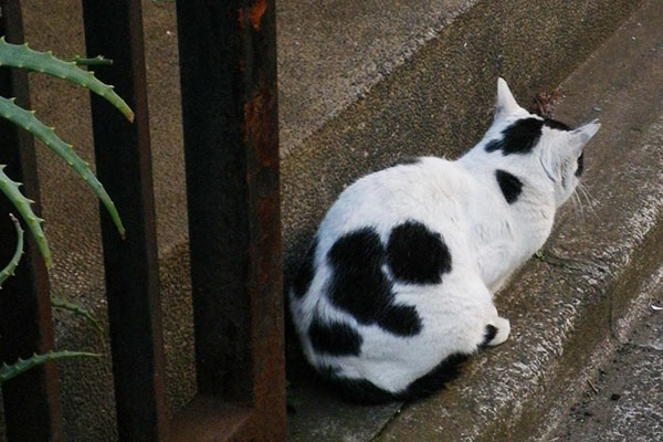 背中の柄が面白い