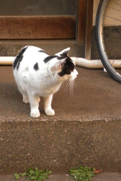 覗き込むねこさん