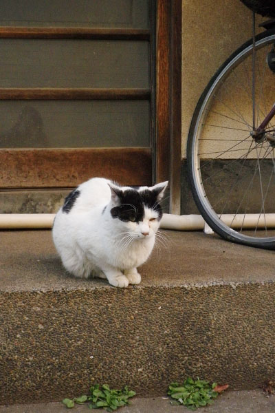 冷静に待つねこさん