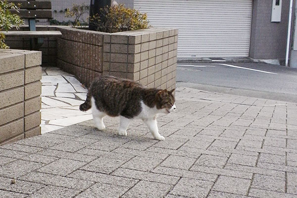 ニャーマリィ発進前