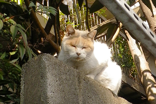 ちょっと眩しいミケ姐