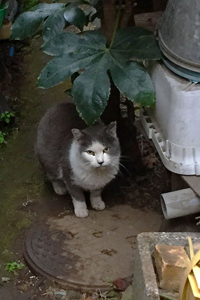 ママンは葉っぱを傘代わり