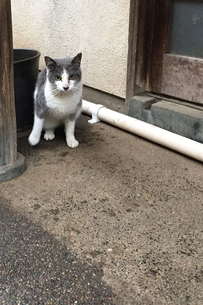 姉にゃん足跡ペタペタ