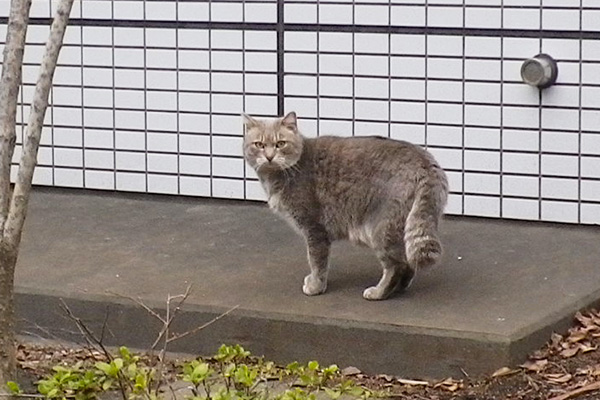 こちらを確認するシュタ