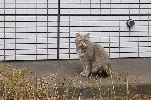 写真に慣れてるシュタ