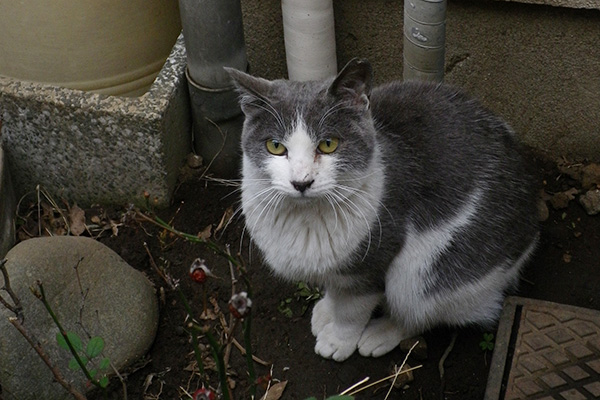 近くに来る姉にゃん