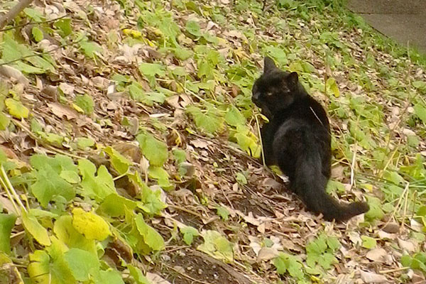 後姿公園くろにゃん1