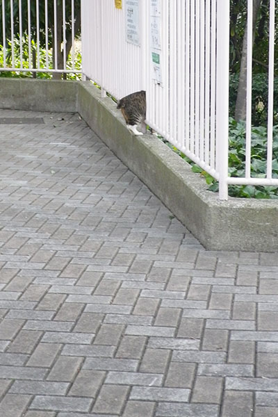 フォックスの後ろ半分