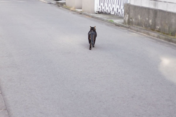 駆け抜けるきじとら2号