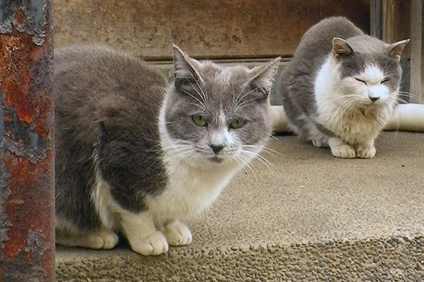 ママとちびにゃんツーショット2