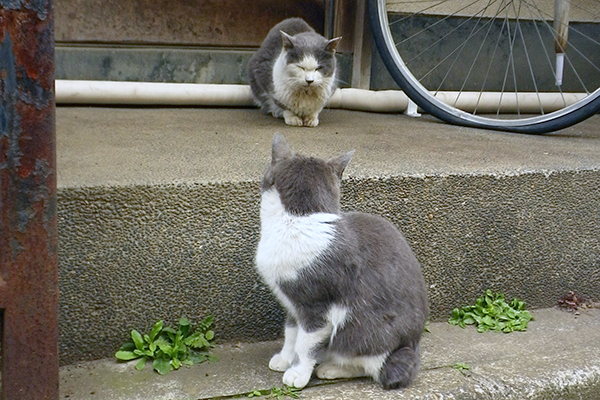 ママを見るちびにゃん