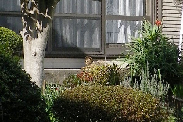 公園猫縁側堪能中きじ1