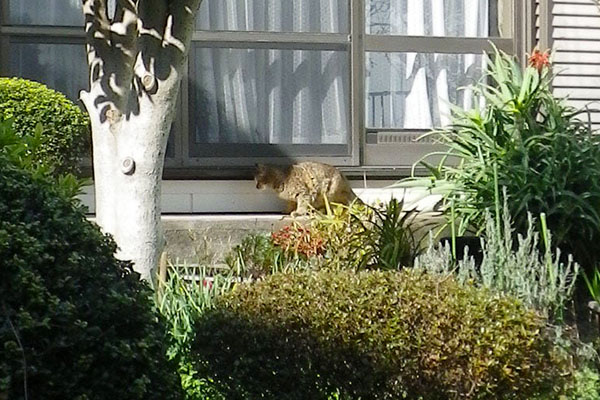 公園猫縁側堪能中きじ2