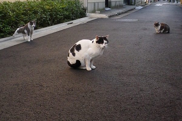 坊ちび姉にゃん登場