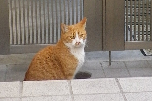 食後のみかん