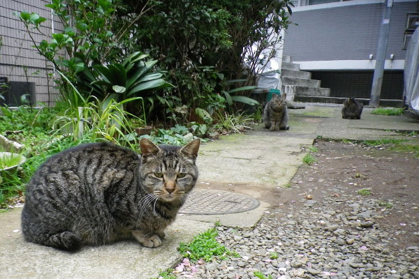 物欲しげなタビワン