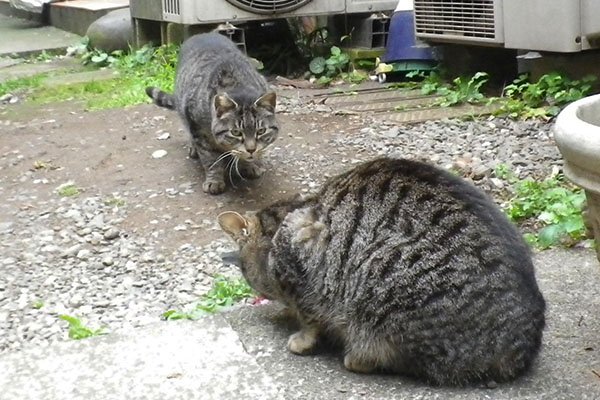 タビワン食べる