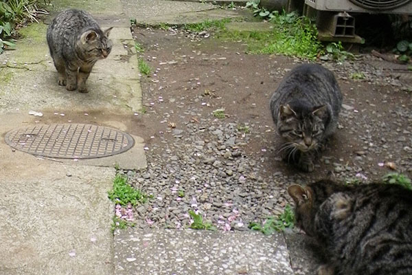 接近する３きじとら