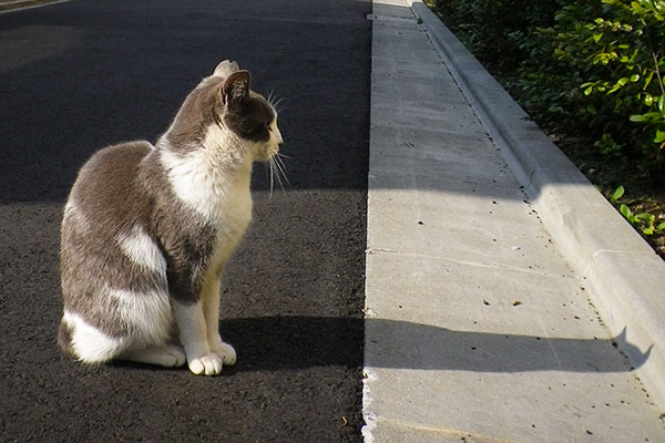 影の耳がかわいい