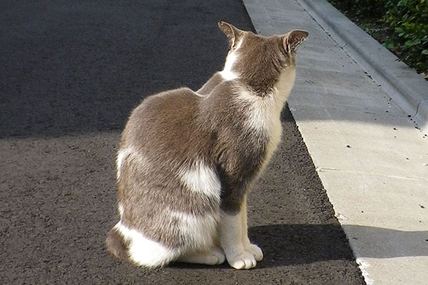 耳はコッチ