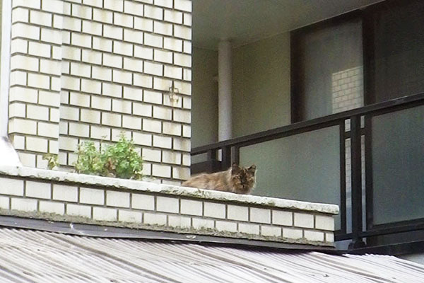 初ねこシャムミックス風