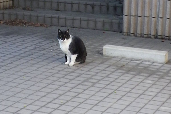 事務所のハチワレさん