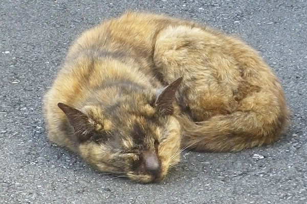 爆睡サビ猫さん接写