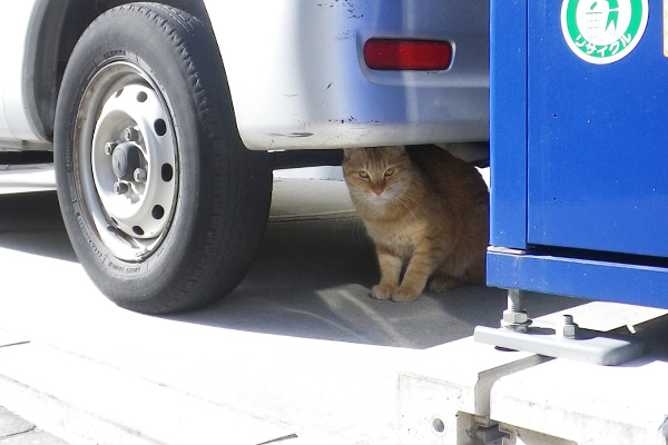 車の下から覗くクリーム