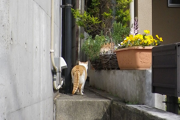 シュタッと塀の上